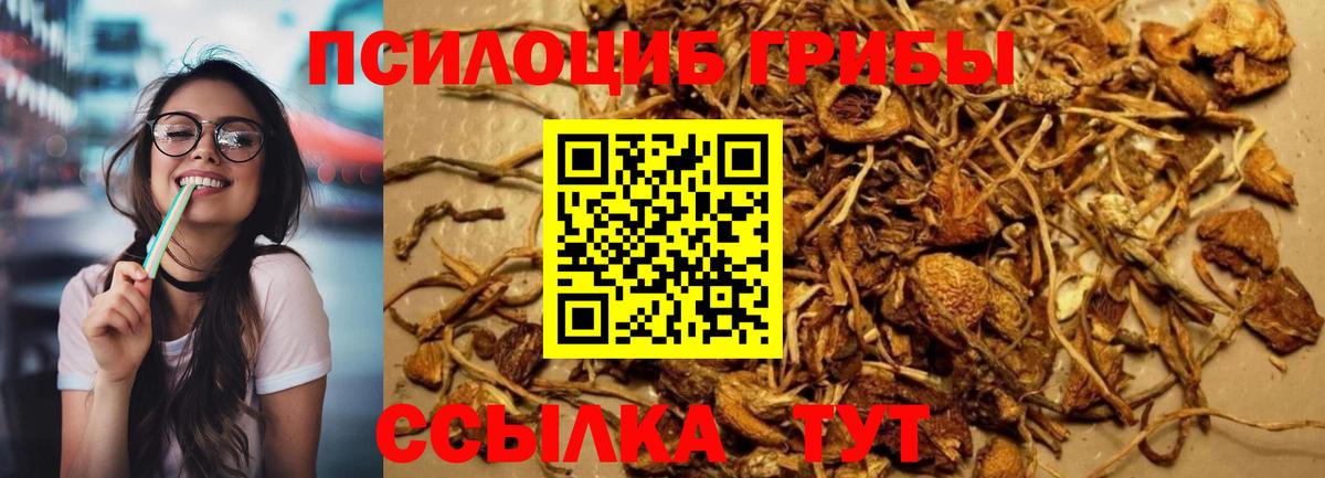 Галлюциногенные грибы Cubensis Апшеронск
